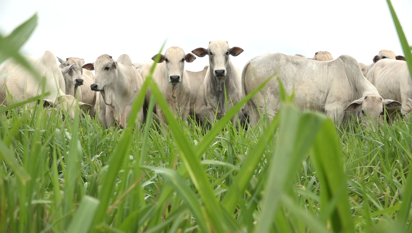 A agropecuária ética e moderna beneficia animais e toda a sociedade